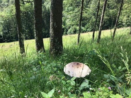 ..auf Schwammerlsuche..